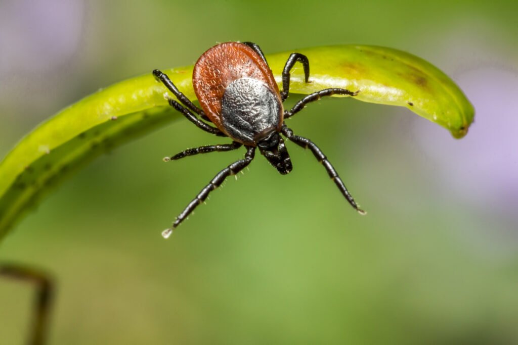 Lyme Disease: A Comprehensive Guide