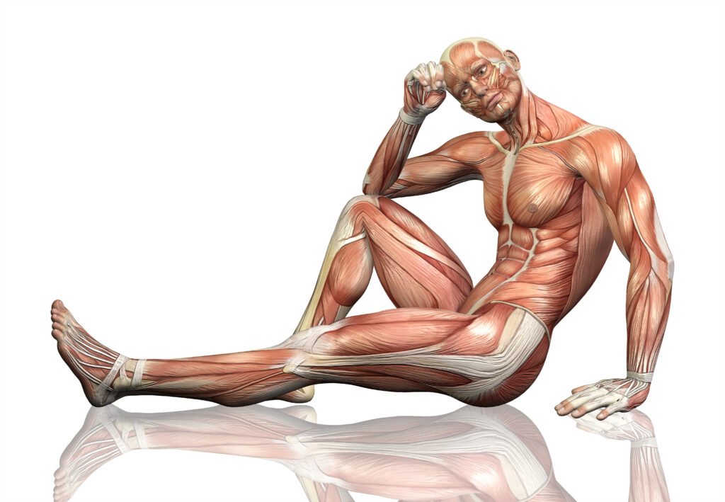 Diseases That Mess With Muscles: A Comprehensive Overview